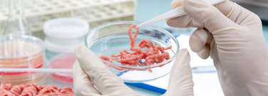 Fleisch in einer Petrischale gewachsen