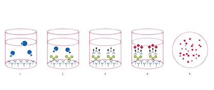 Der ELISPOT-Assay Der ELISPOT-Assay